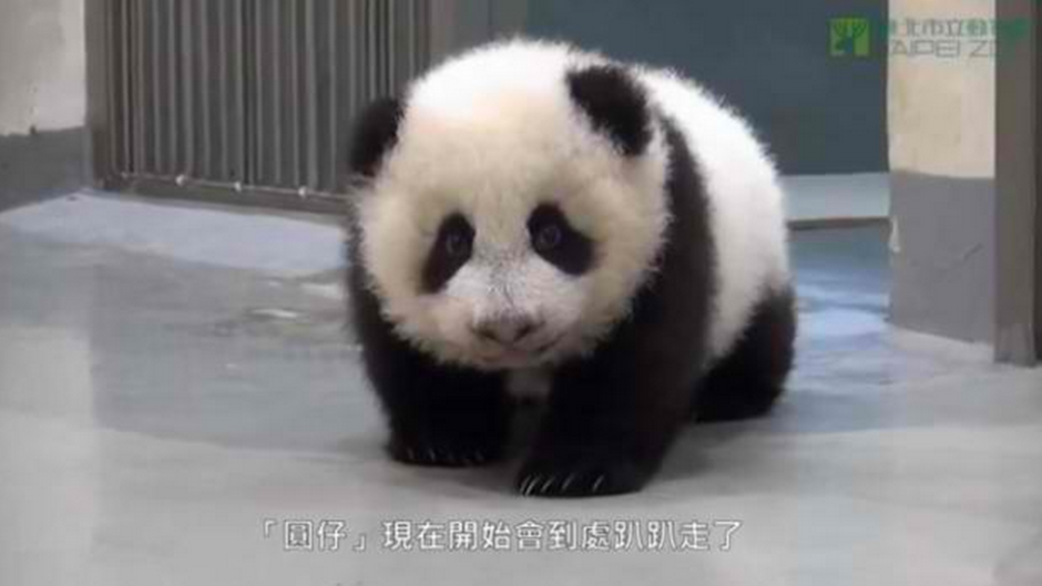 Yuan zai panda video