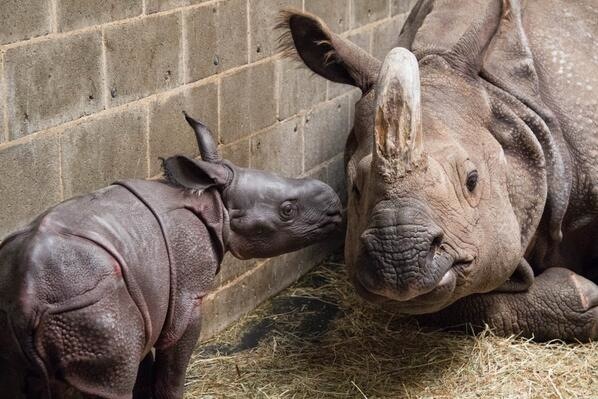 Buffalo zoo rhinos