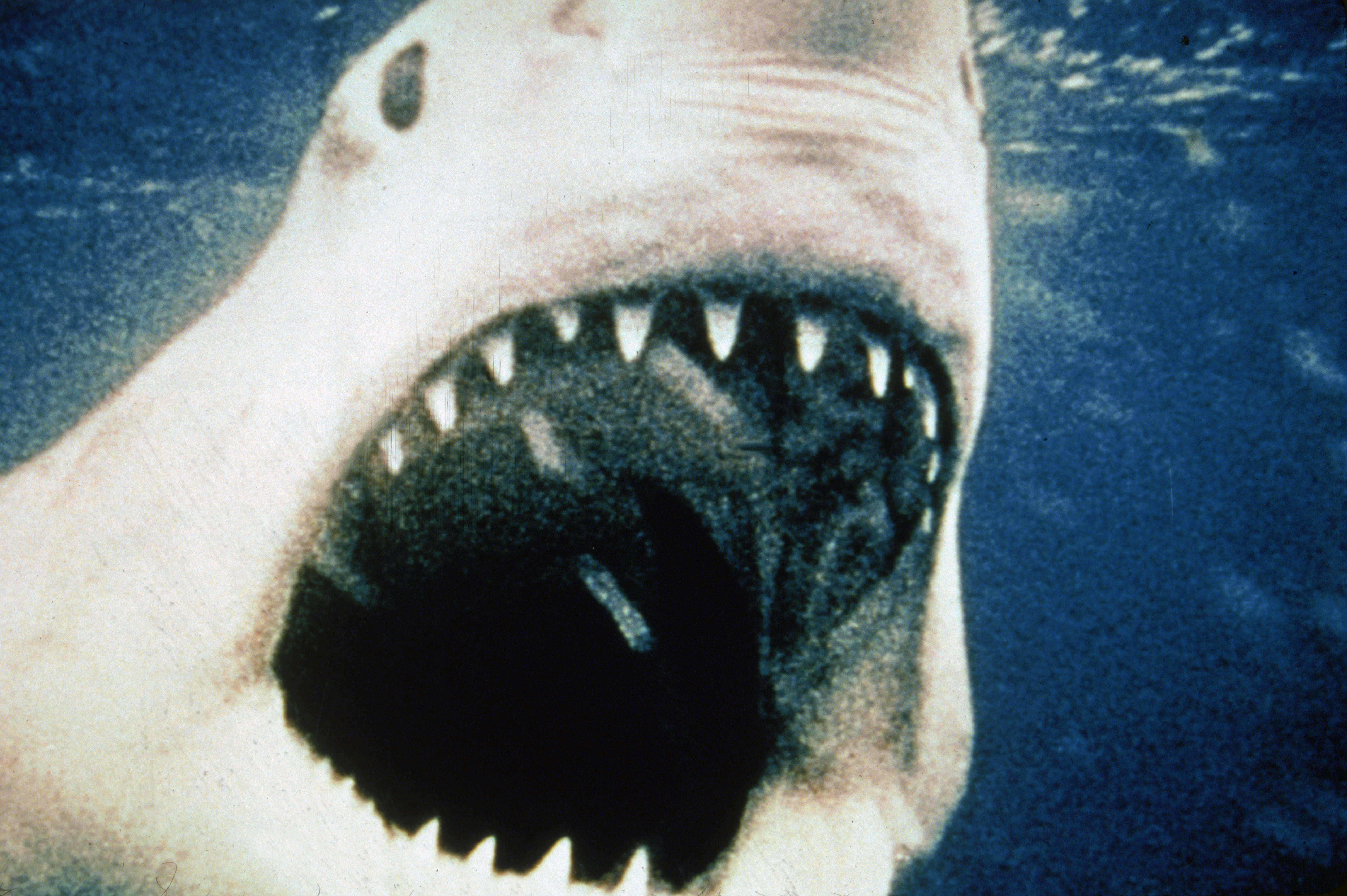 See 8 Fascinating 'Jaws' Movie Facts Every Die-Hard Fan Should Know ...