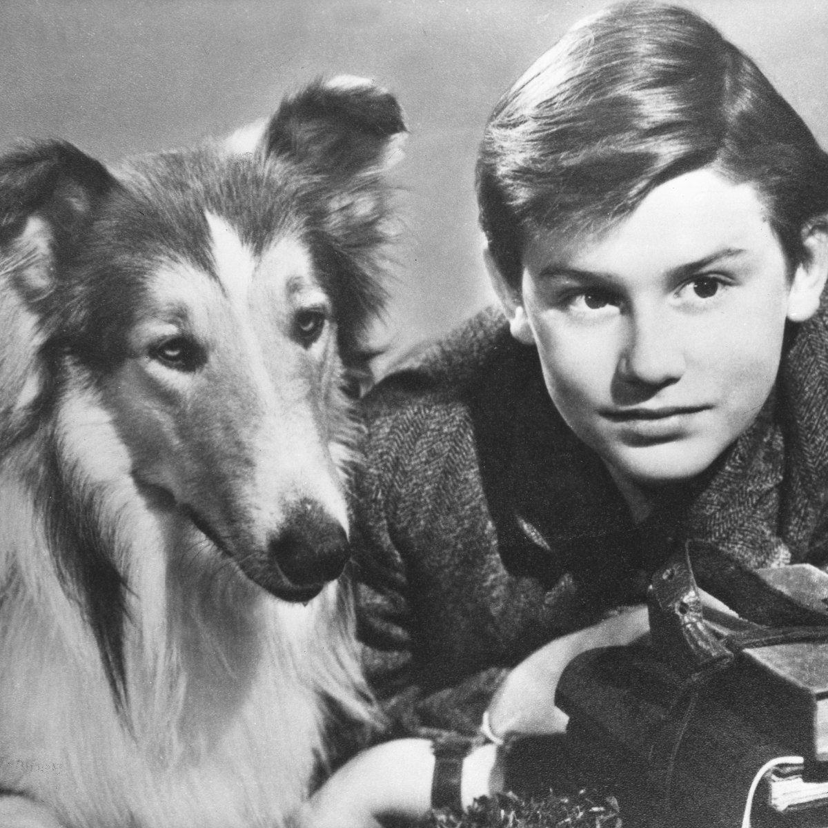 What Happened To Lassie?