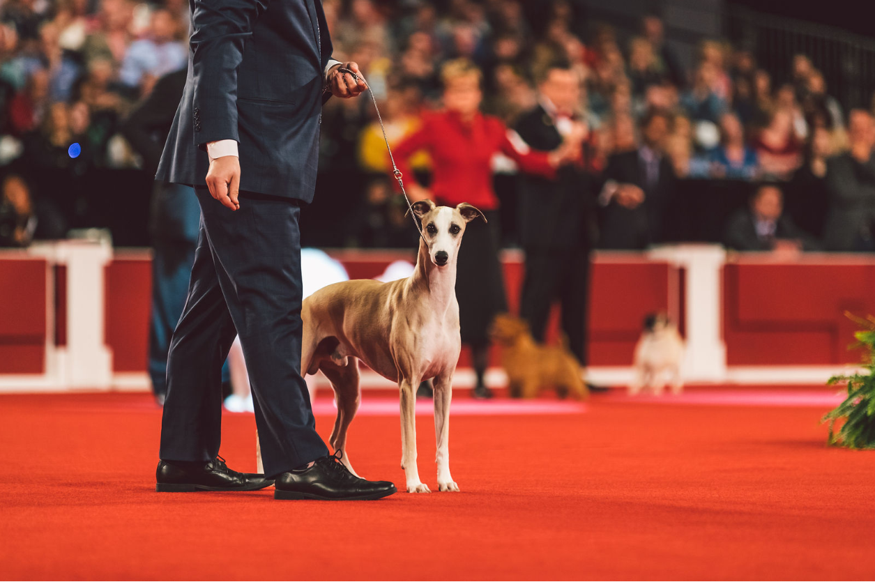 AKC National Championship Presented By Royal Canin Declares Winner