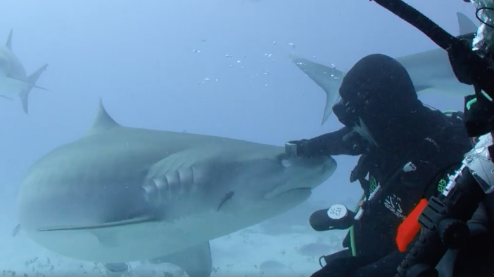 will-smith-facebook-watch-bucket-list-show-swimming-with-sharks copy