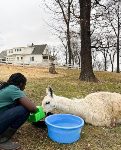 Dave and Jenny Marrs’ Pet Llama Dead: Cause of Death