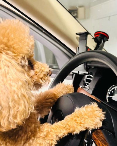 Nicole Kidman and Keith Urban's dog Julian sits behind the wheel of a car