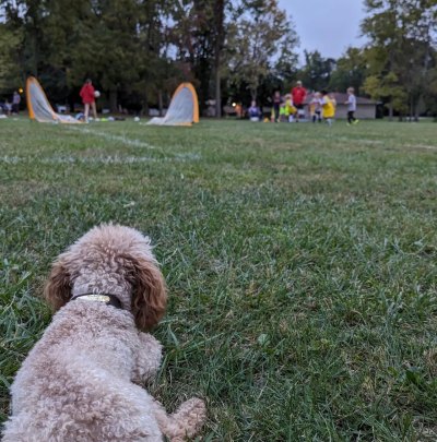 Karen E. Laine's dog lays on soccer field