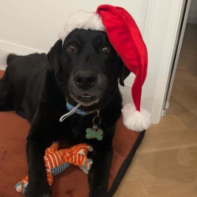 Hilary Farr's dog wearing a Santa hat