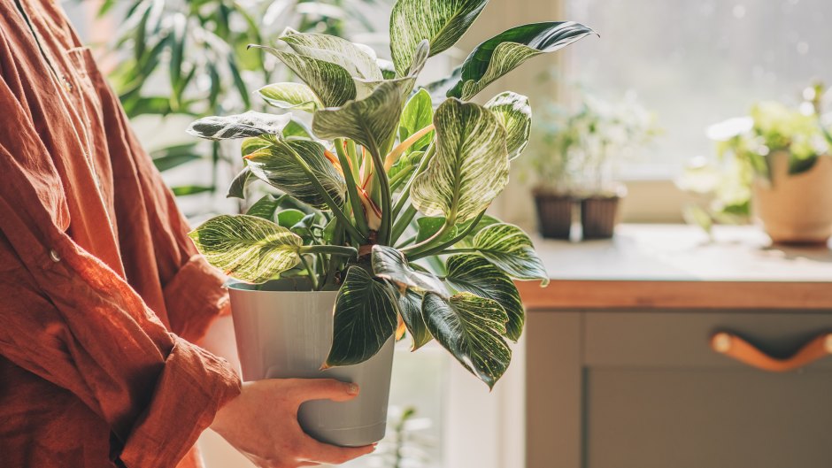 5 Indoor Plants for a Healthier Home and Longer Life