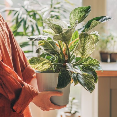 5 Indoor Plants for a Healthier Home and Longer Life